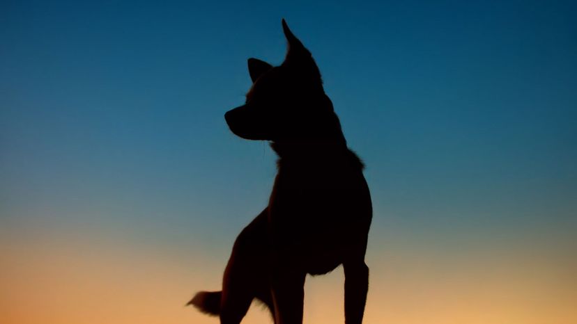 Can You Guess the Cartoon Dog From Just a Silhouette?