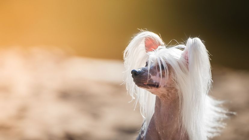 Chinese Crested Dog