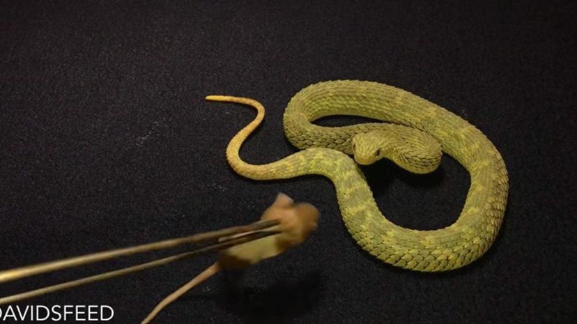 Spiny bush viper