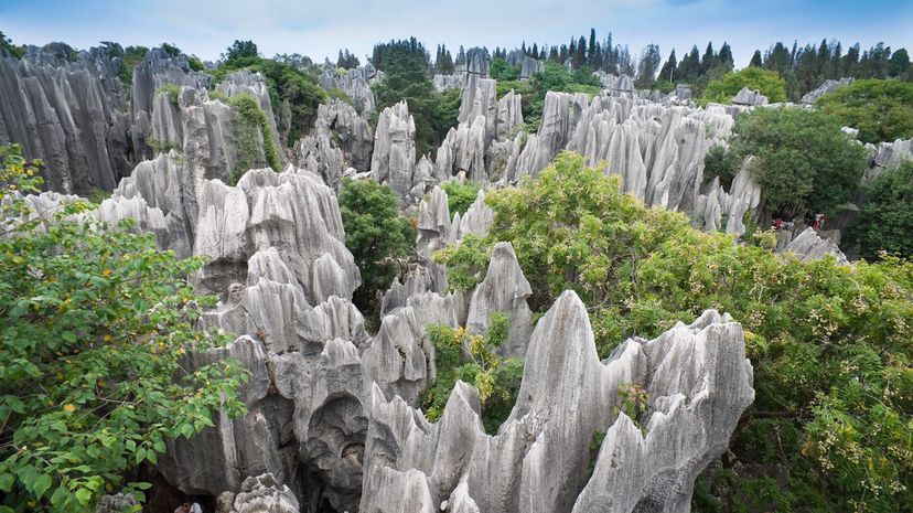 25 stone forest