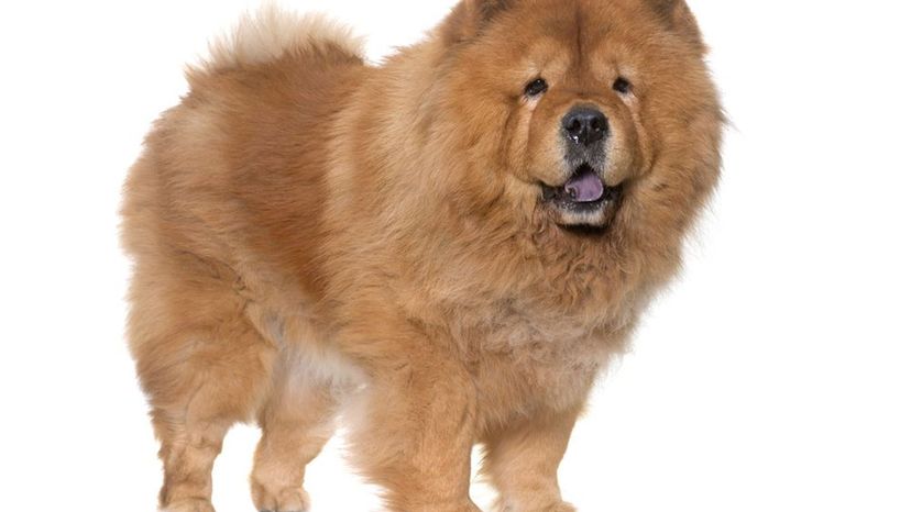 Chow Chow