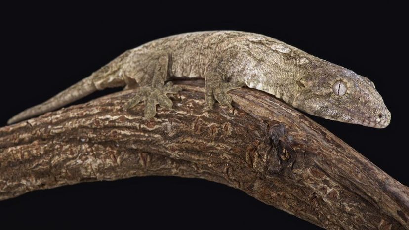 New Caledonia Gecko