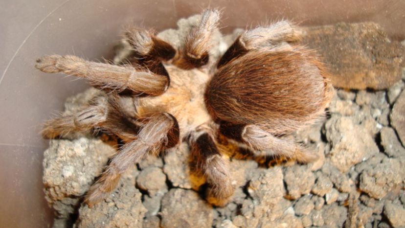 Texas Brown Tarantula