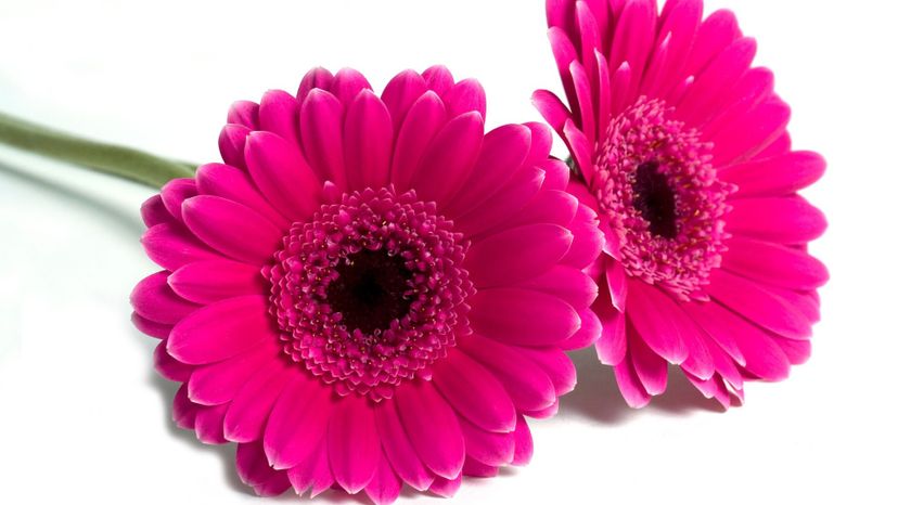 Gerbera