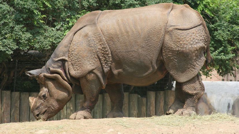 Indian_Rhinoceros