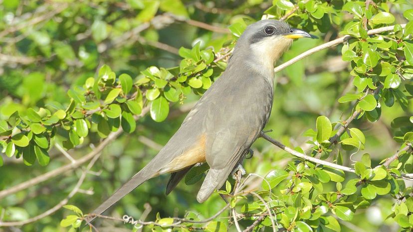 Mangrove_Cuckoo