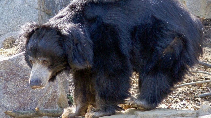 7-Sloth Bear