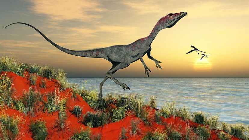 Compsognathus