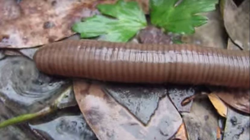 Giant Gippsland Earthworm
