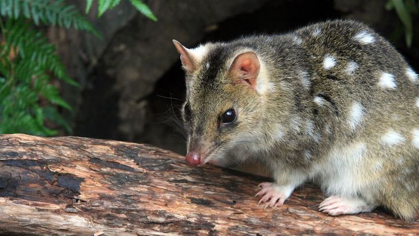 Spotted Quoll