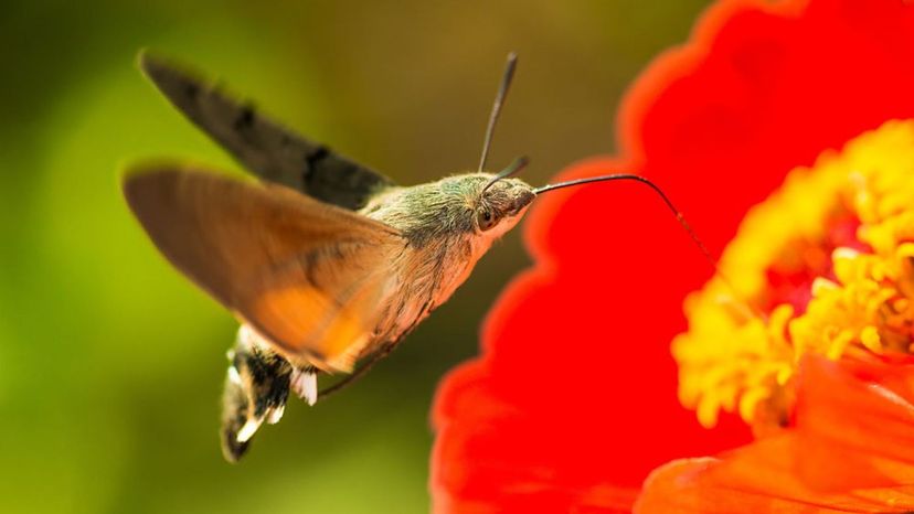 Hummingbird hawk-moth