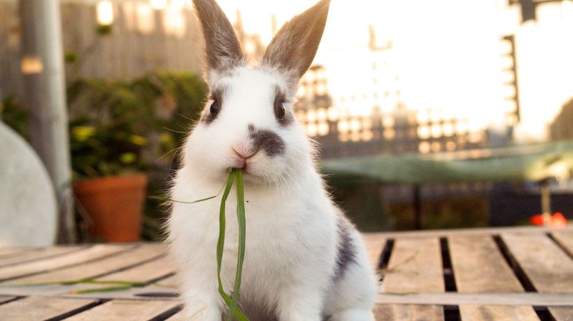 Pet Bunny