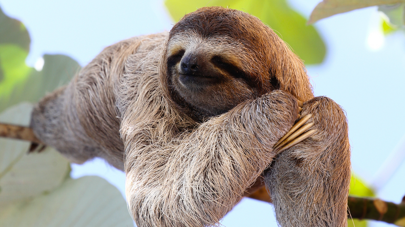 Sloth