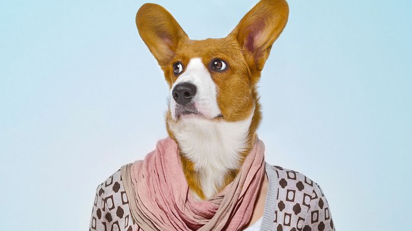 We Challenge You to ID All of These Breeds If You Think You're a Dog Expert