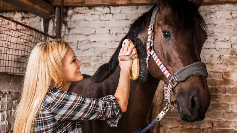 How Much Do You Know About Horse Grooming?