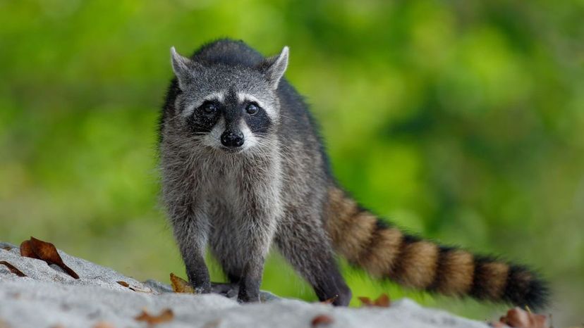 Raccoon