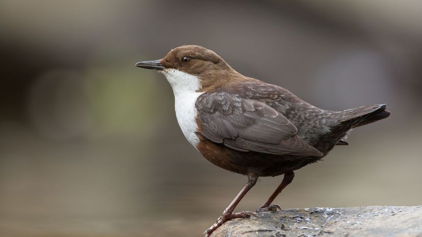 Dipper