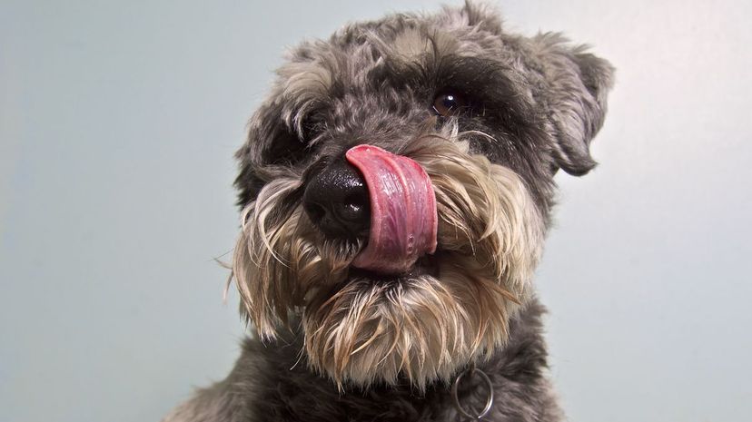 Miniature Schnauzer