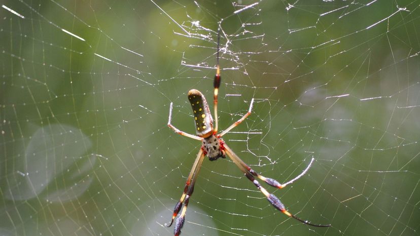 Orb-weaving spider