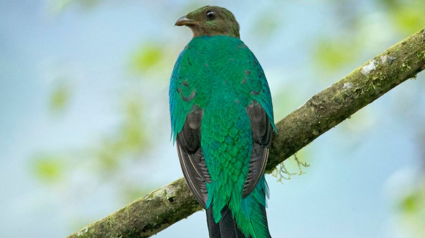 Golden-headed quetzal