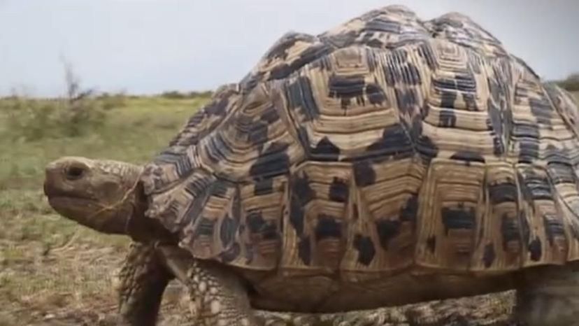 Geometric Tortoise (South Africa)