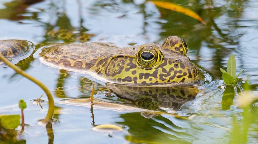 38 Southern leopard frog