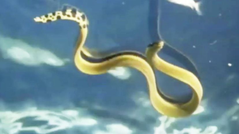 Yellow-bellied sea snake