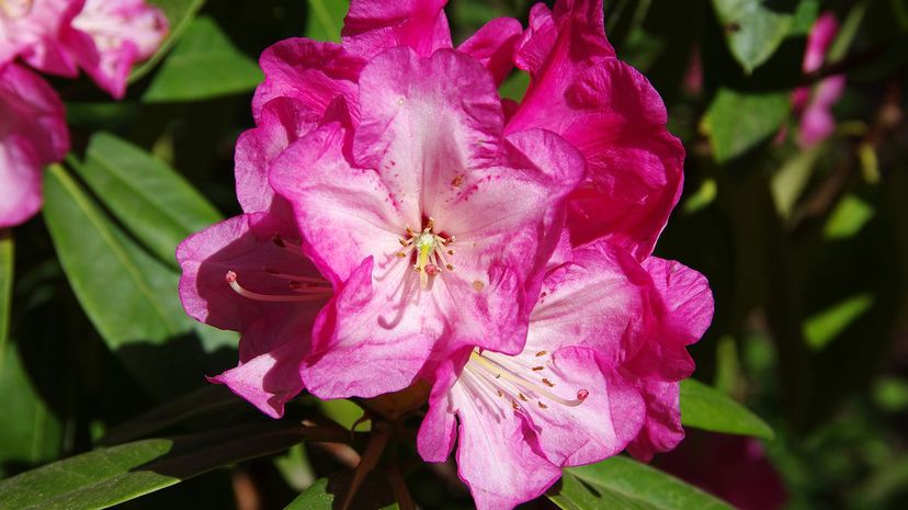 Rhododendrons NEW