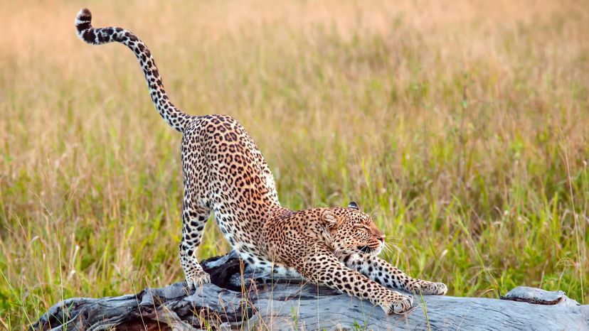 cheetah-stretching-on-a-piece-of-wood