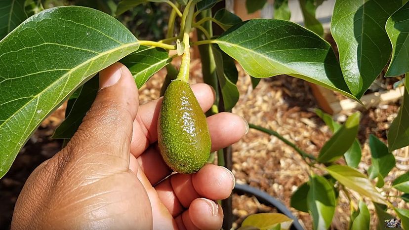 Zutano avocado branch