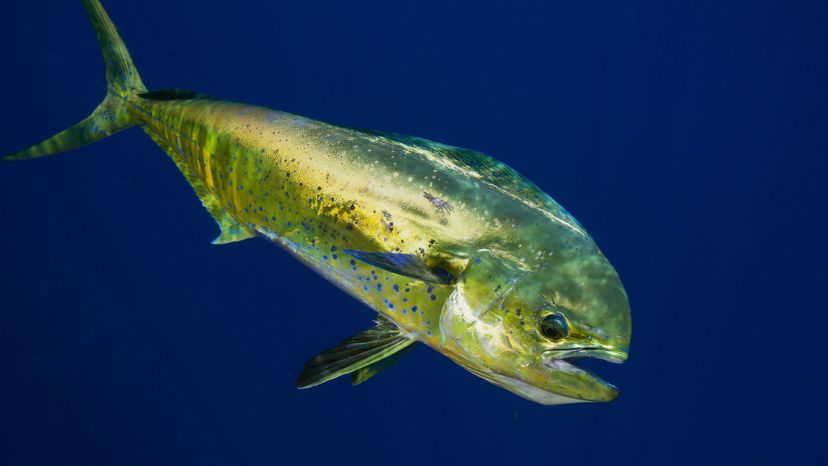 Dolphinfish