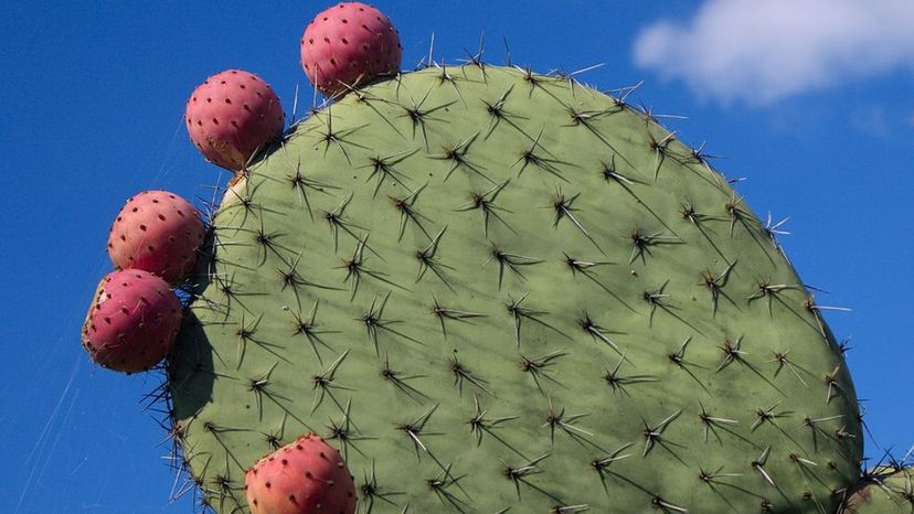 Prickly pear cactus