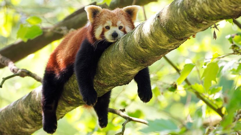 Red panda