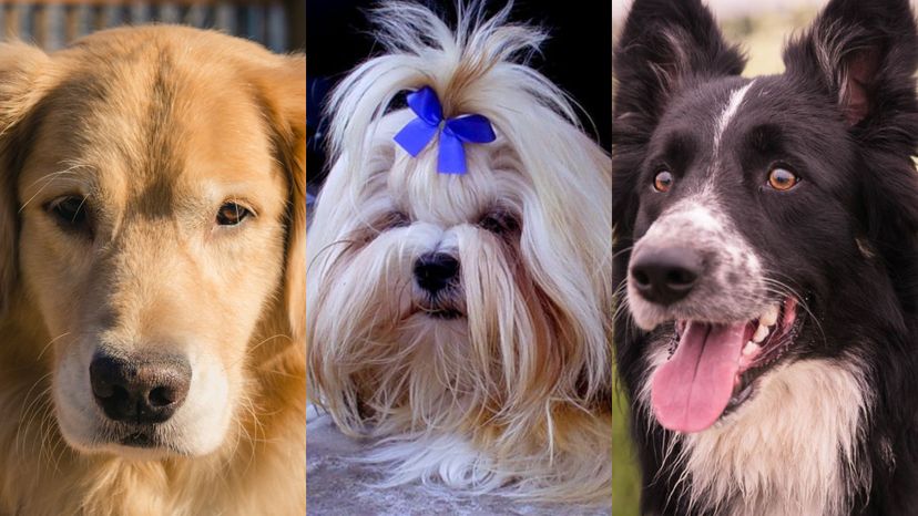 Können wir erraten, welche Hunderasse am besten zu dir passt?