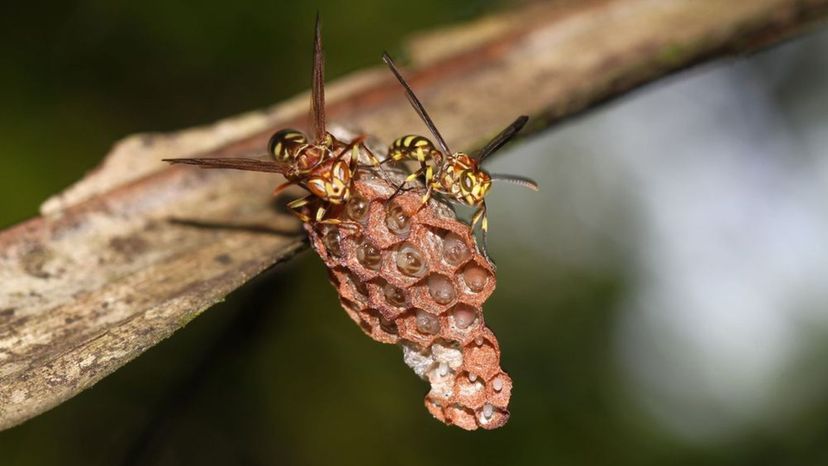 Asian Predatory Wasp