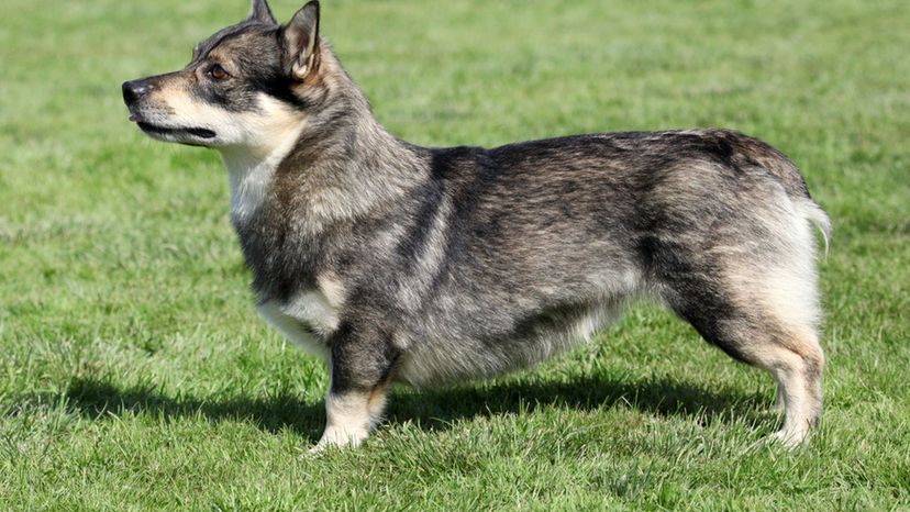 Swedish vallhund