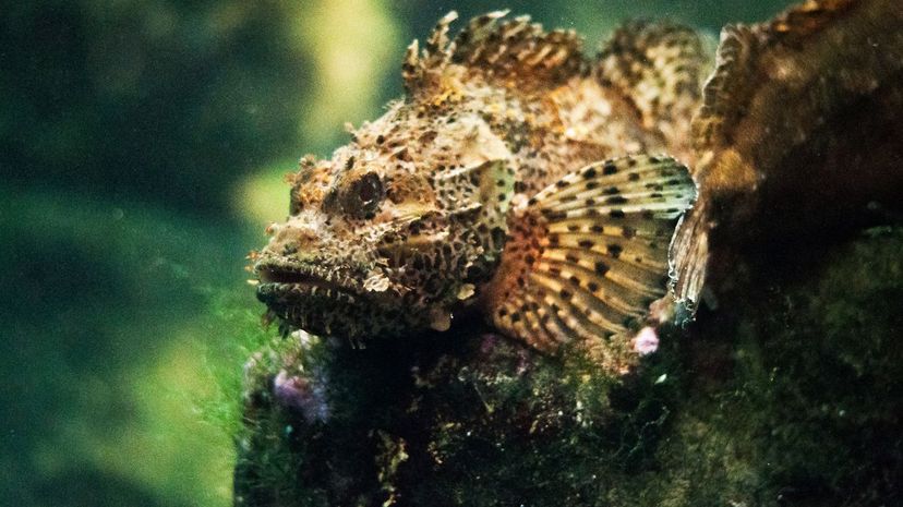 Stonefish