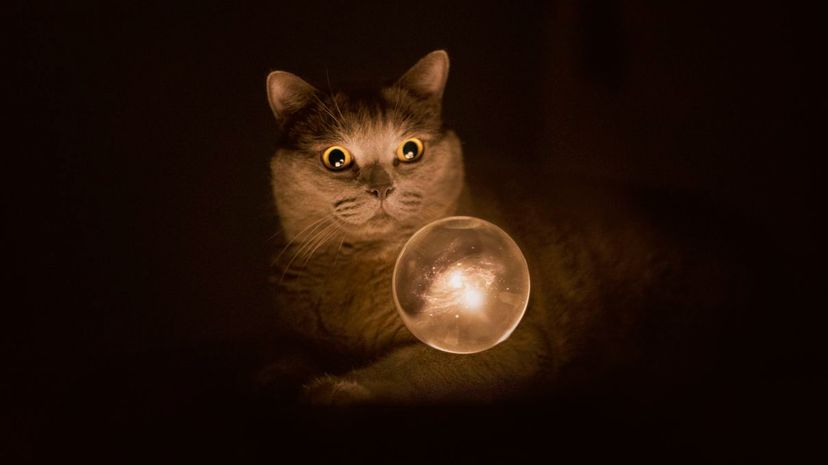 Magic cat with his crystal ball