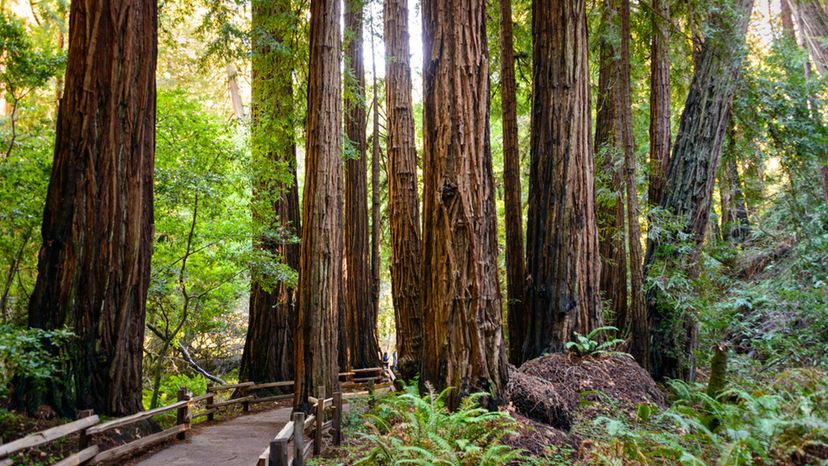 Muir Woods National Monumen