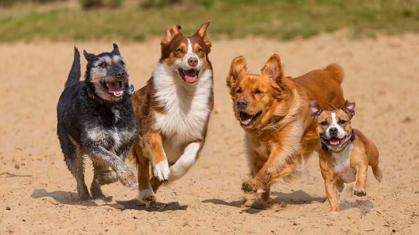 Rate These Dogs and We’ll Guess With Which Dog Breed You Match.