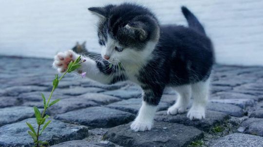做这个测试，让猫保持良好!＂border=