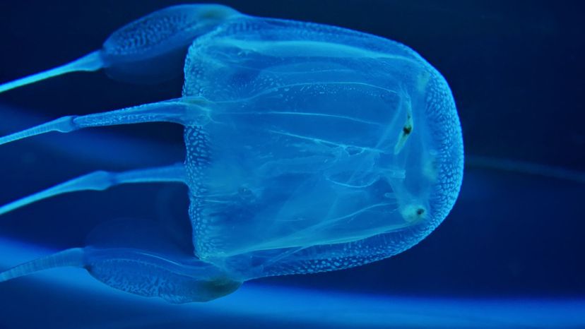 Box Jellyfish