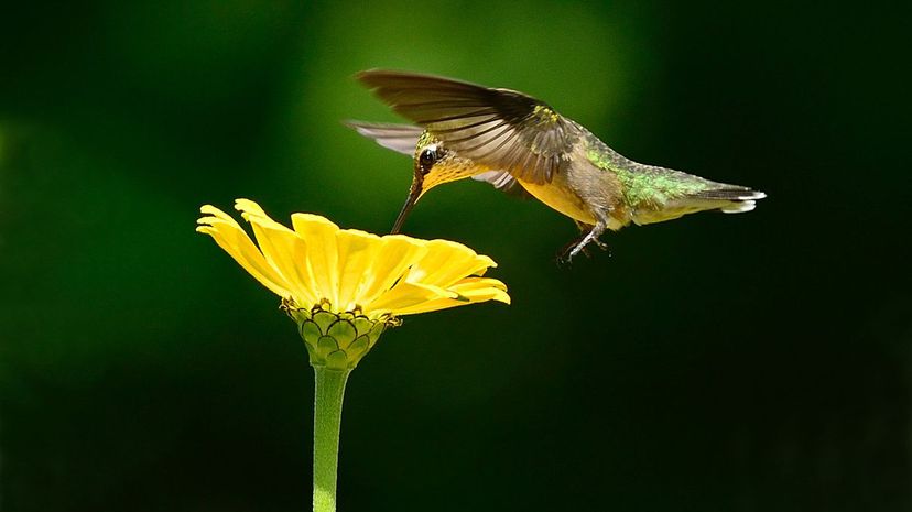 2 Hummingbird drinking flower nectar