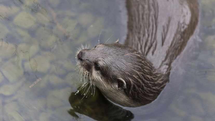 Otter - wetlands