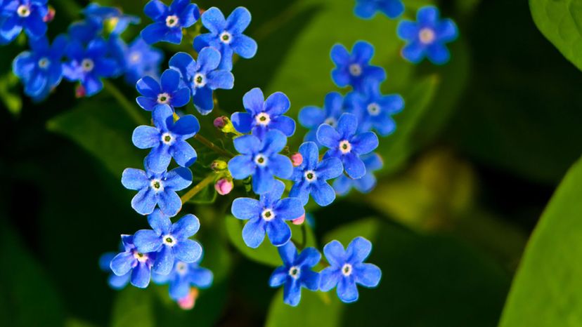 Brunnera