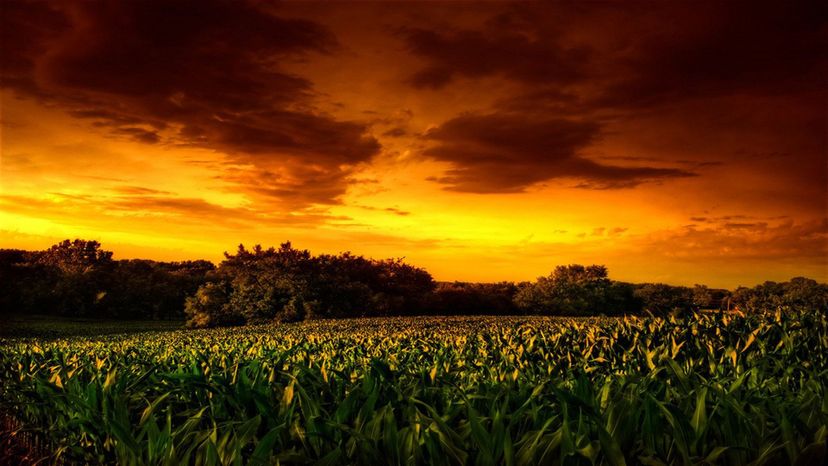 Children of the Corn II The Final Sacrifice