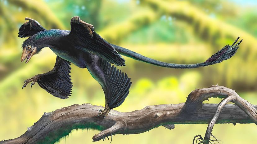 Microraptor