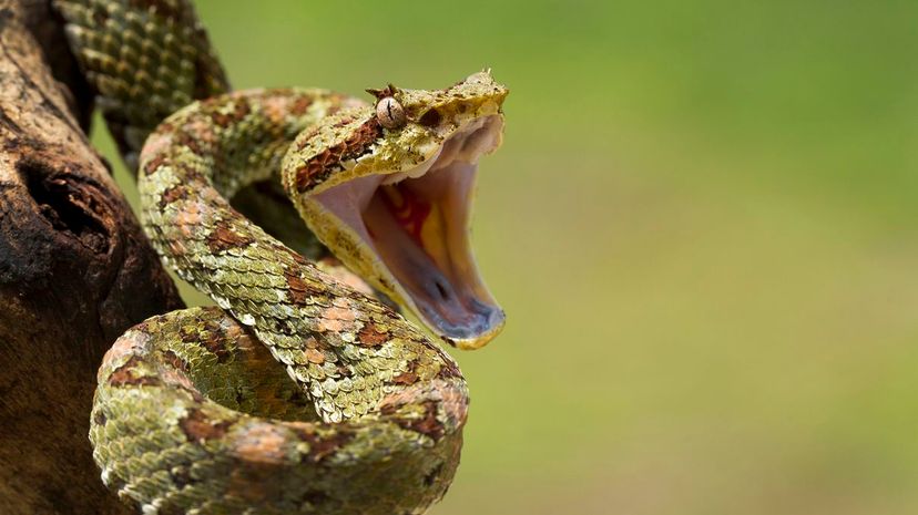 36 Viper coiled to strike