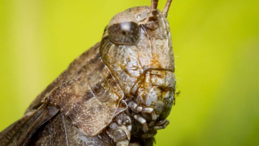 Carolina Locust