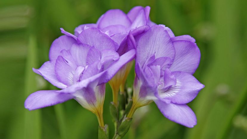 Freesia